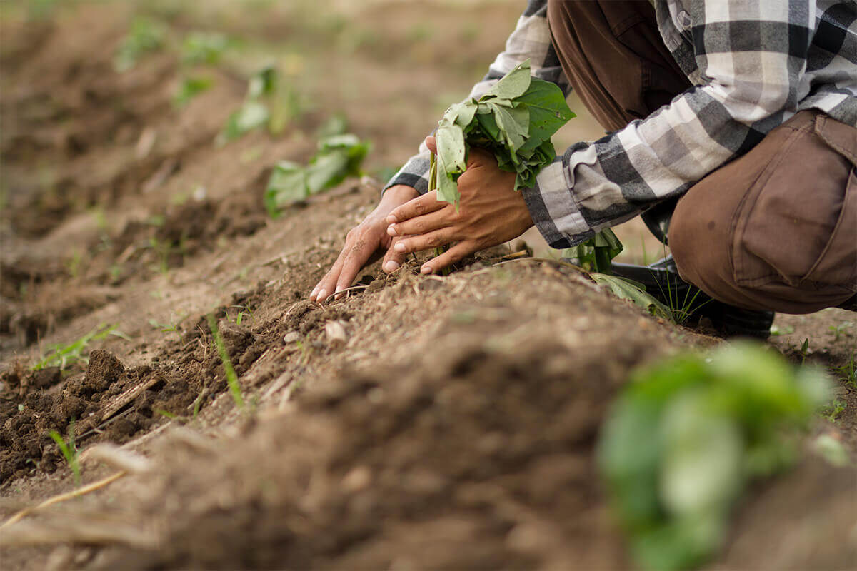 Planting Sweet Potatoes